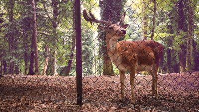 Deter Deer from Entering Your Property with a Deer Fence Installation!