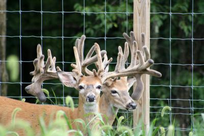 Repair Wear and Tear of Your Deer Fence!
