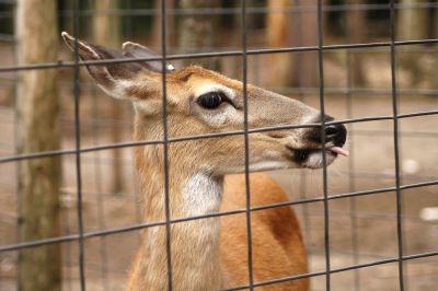 Improve the Appearance of the Deer Fence with Professional Repair!