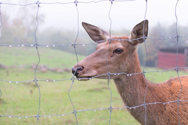 Fall Fence Preparation