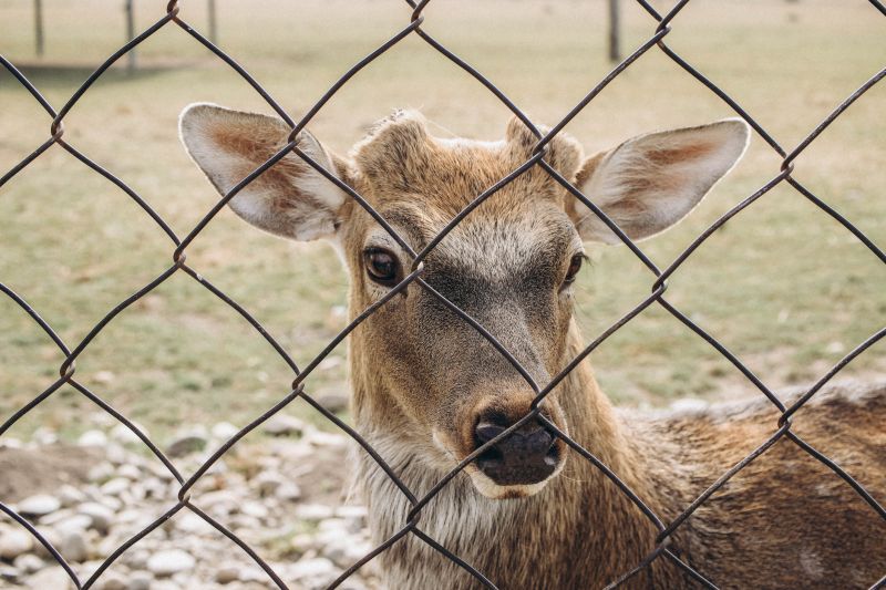 Deer Fence Repair
